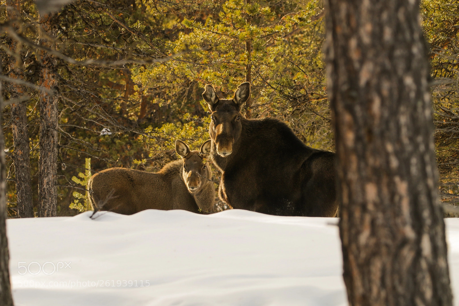 Canon EOS 70D sample photo. Moose family photography