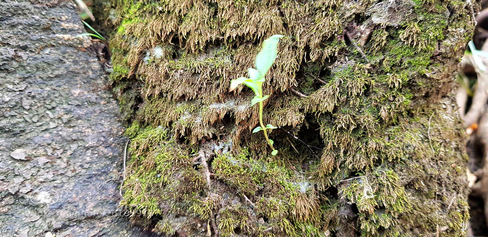 Samsung Galaxy S8+ sample photo. Untitled photography