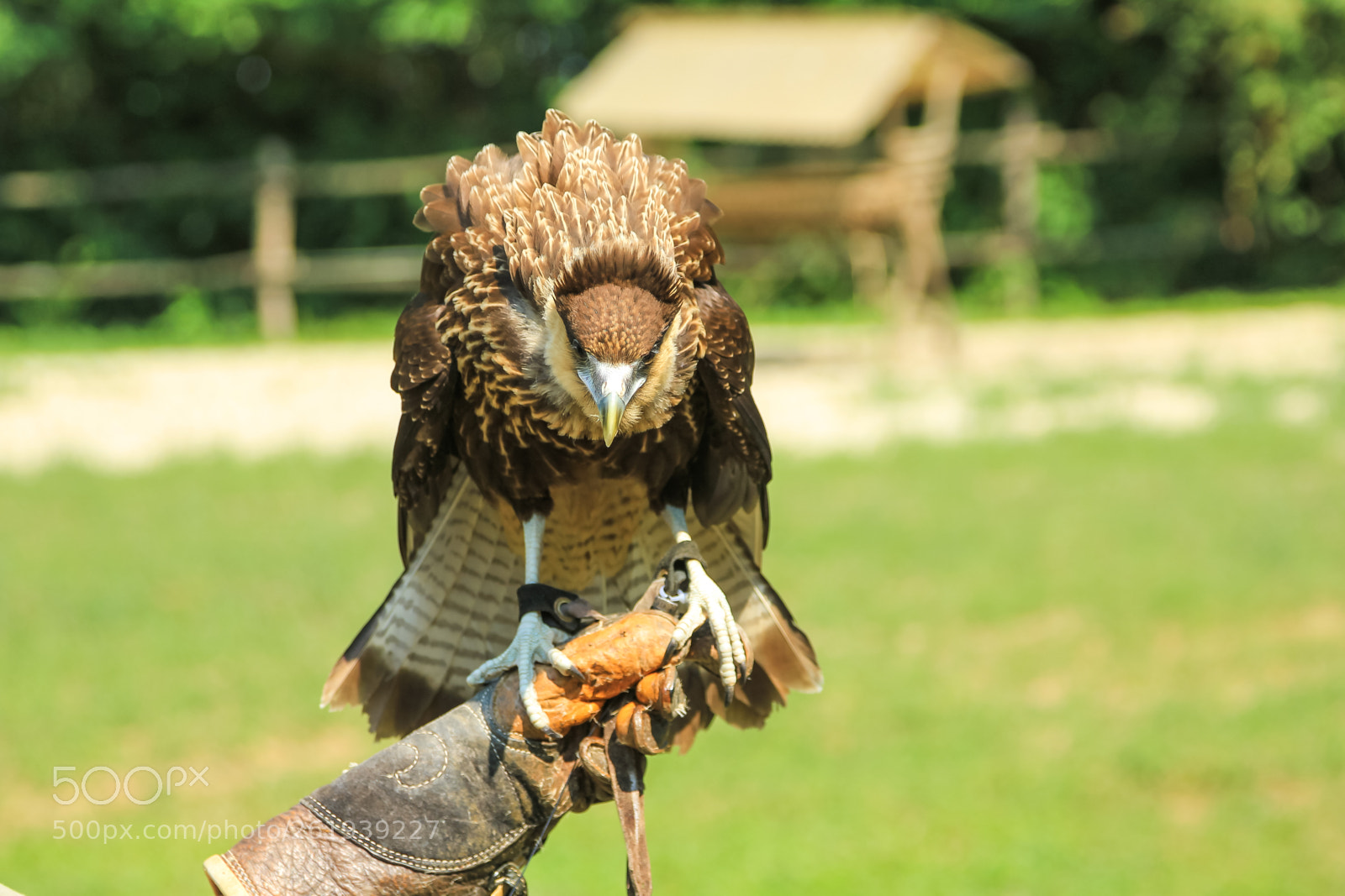 Canon EOS 550D (EOS Rebel T2i / EOS Kiss X4) sample photo. Hawk with falconer photography
