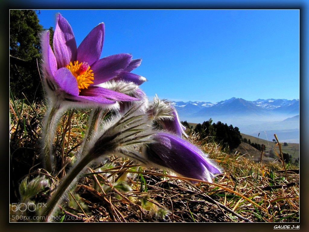 Canon PowerShot SX10 IS sample photo. Anémones et montagnes photography