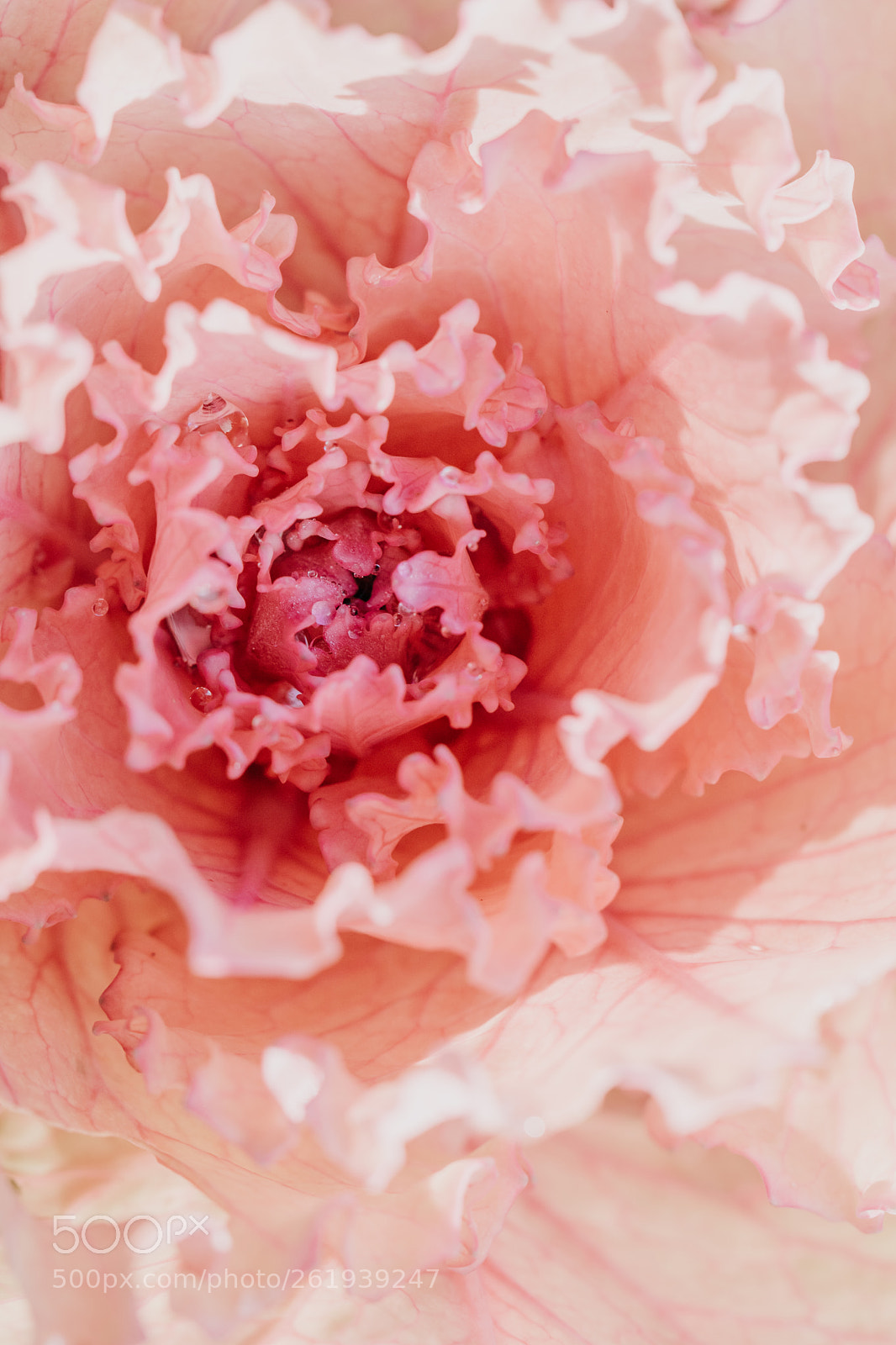 Canon EOS 750D (EOS Rebel T6i / EOS Kiss X8i) sample photo. Close up of blooming photography