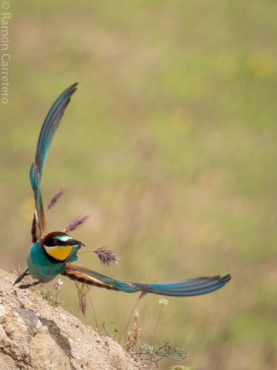 Olympus OM-D E-M1 Mark II sample photo. Flush flight european bee-eater photography
