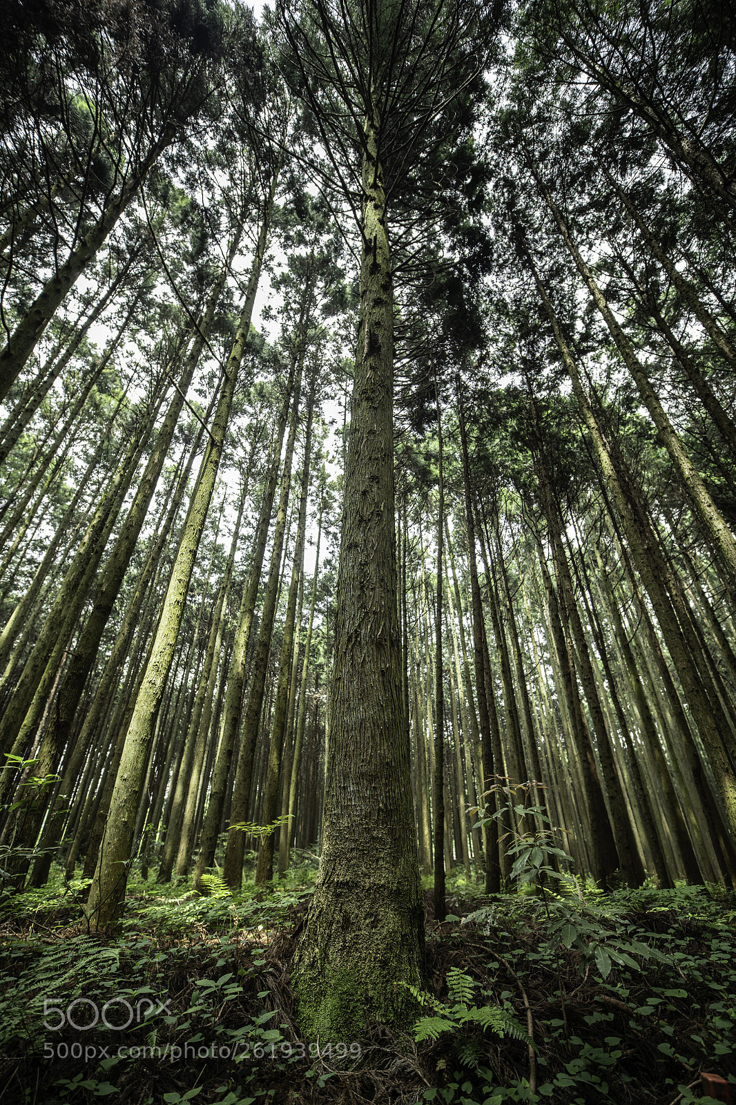 Nikon D850 sample photo. Japanese forest photography