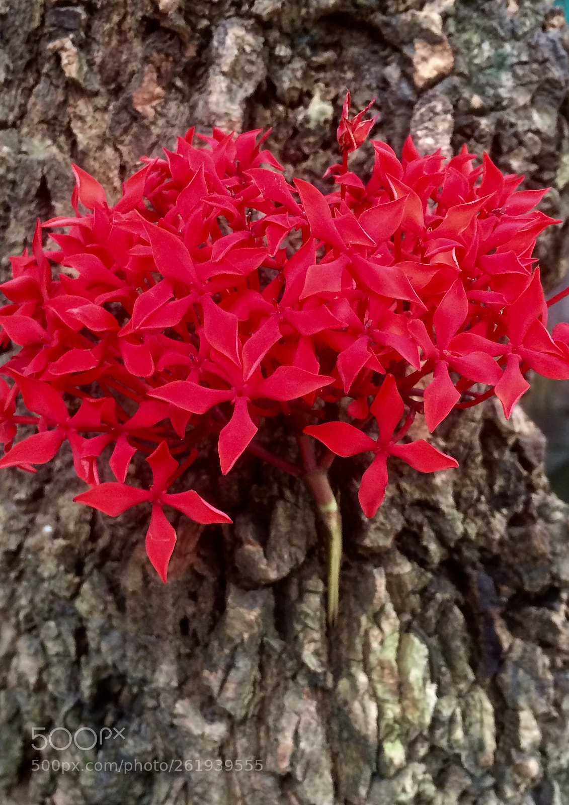 Apple iPhone 5s sample photo. Untitled photography