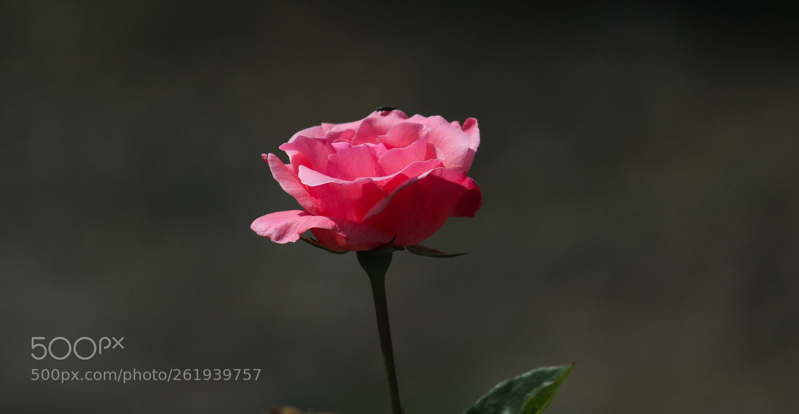 Canon EOS 600D (Rebel EOS T3i / EOS Kiss X5) sample photo. Rose photography