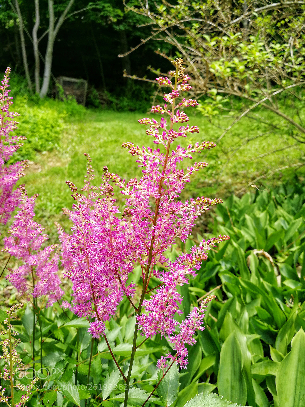 HUAWEI P10 sample photo. Astilbe photography