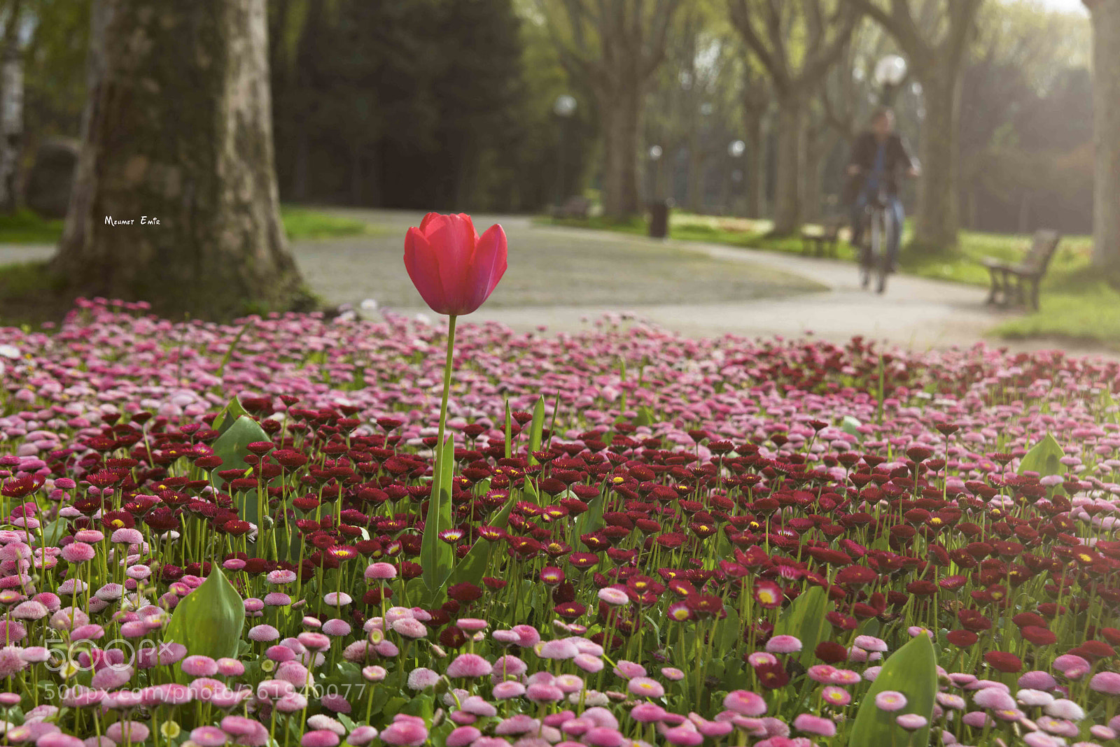 Nikon D810 sample photo. Bursa-botanik park. photography