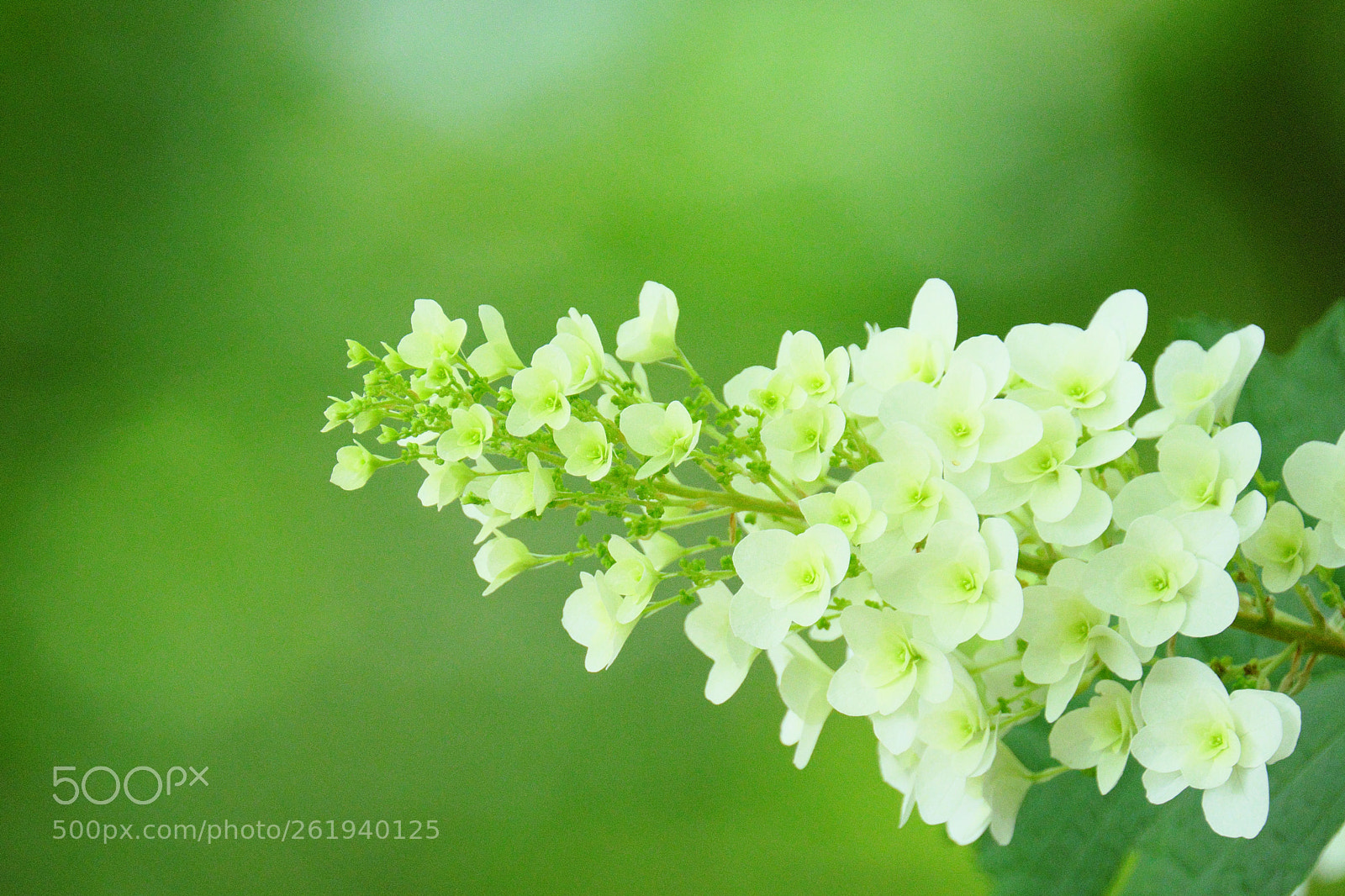 Fujifilm X-T2 sample photo. Hydrangea quercifolia photography