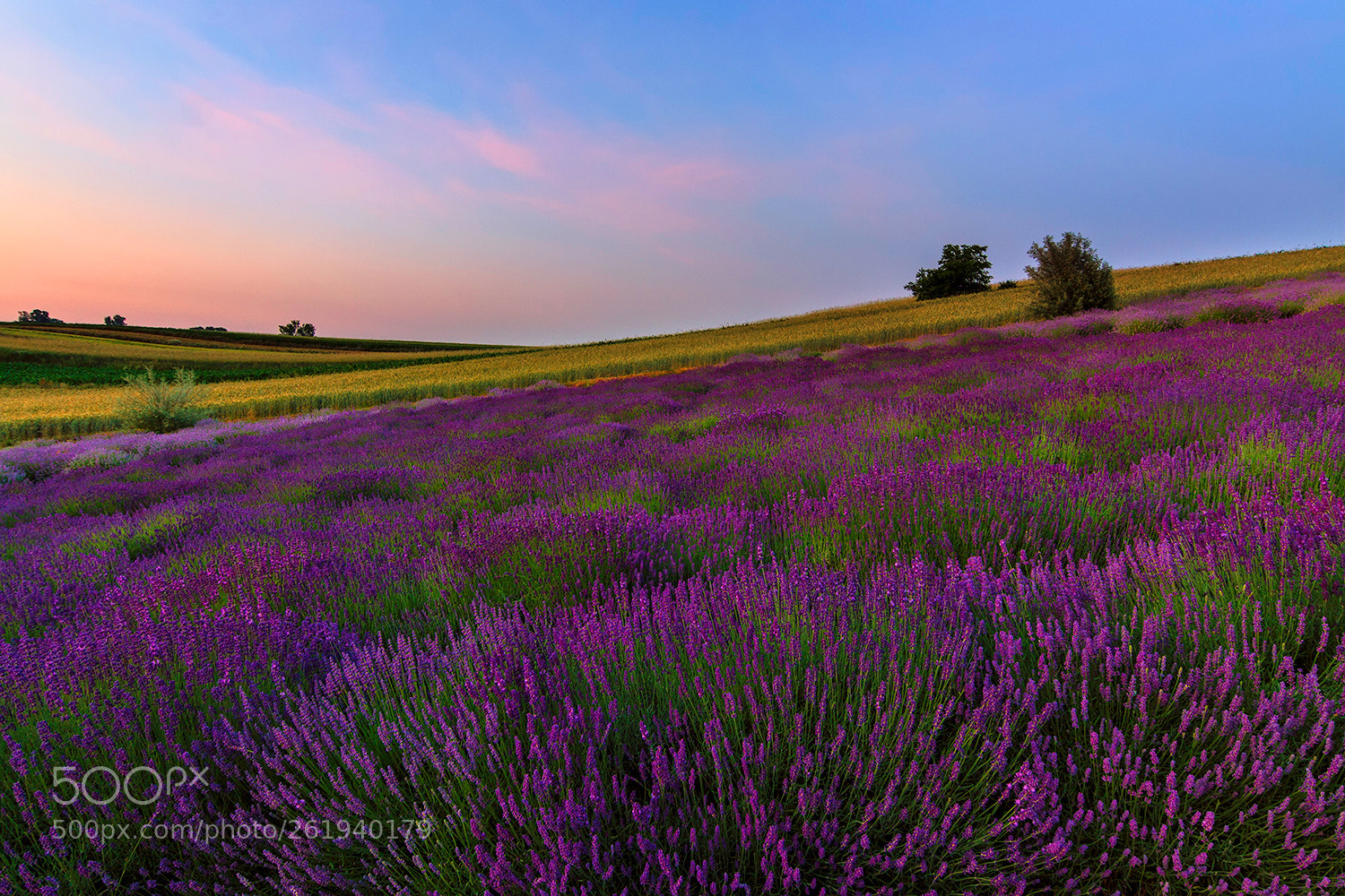 Canon EOS 50D sample photo. Sunset over lavender field photography