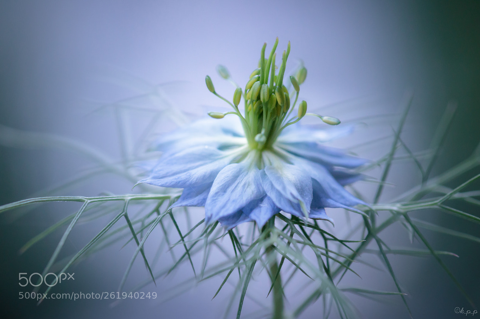Canon EOS 80D sample photo. Nigella photography