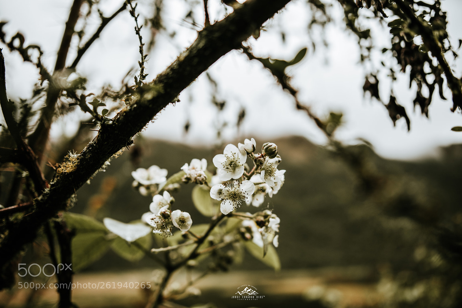 Nikon D750 sample photo. Llaviuco lake photography