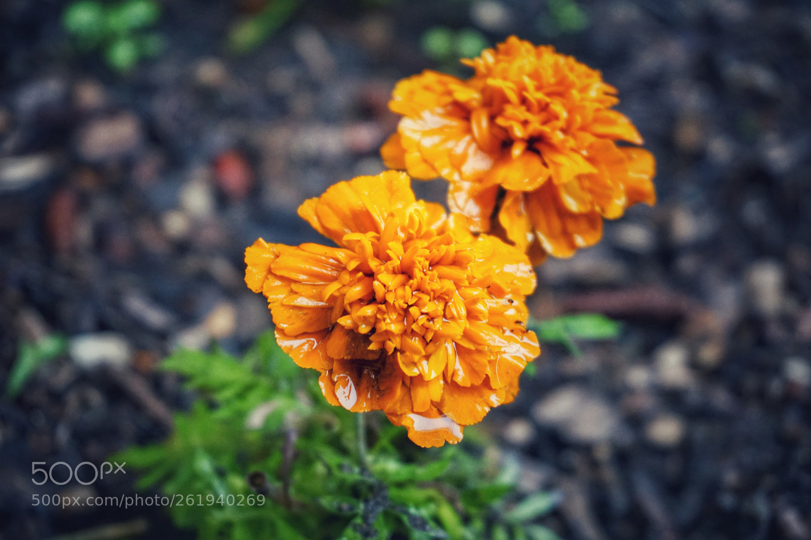 Sony a6000 sample photo. Untitled photography