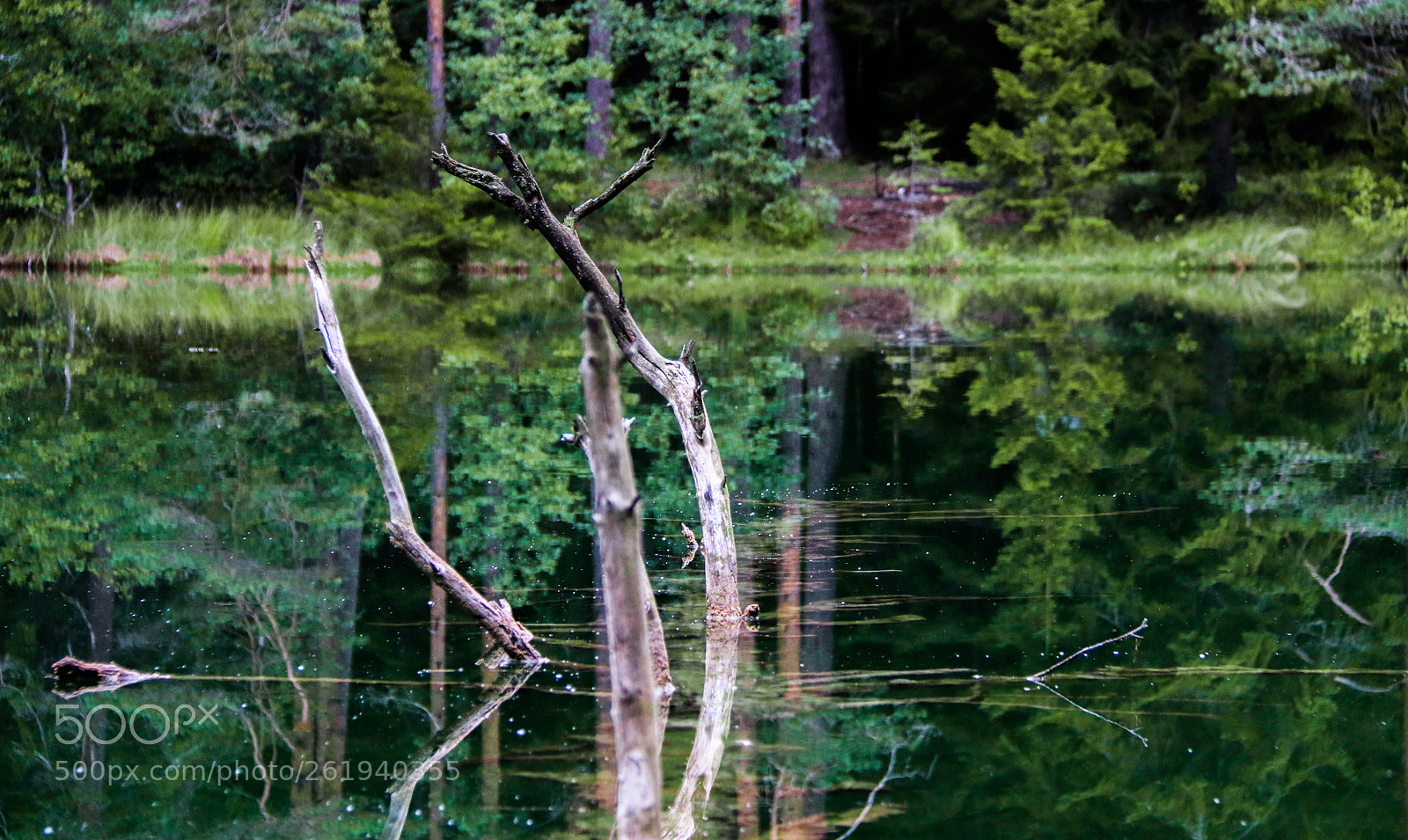 Canon EOS 70D sample photo. Dead tree photography