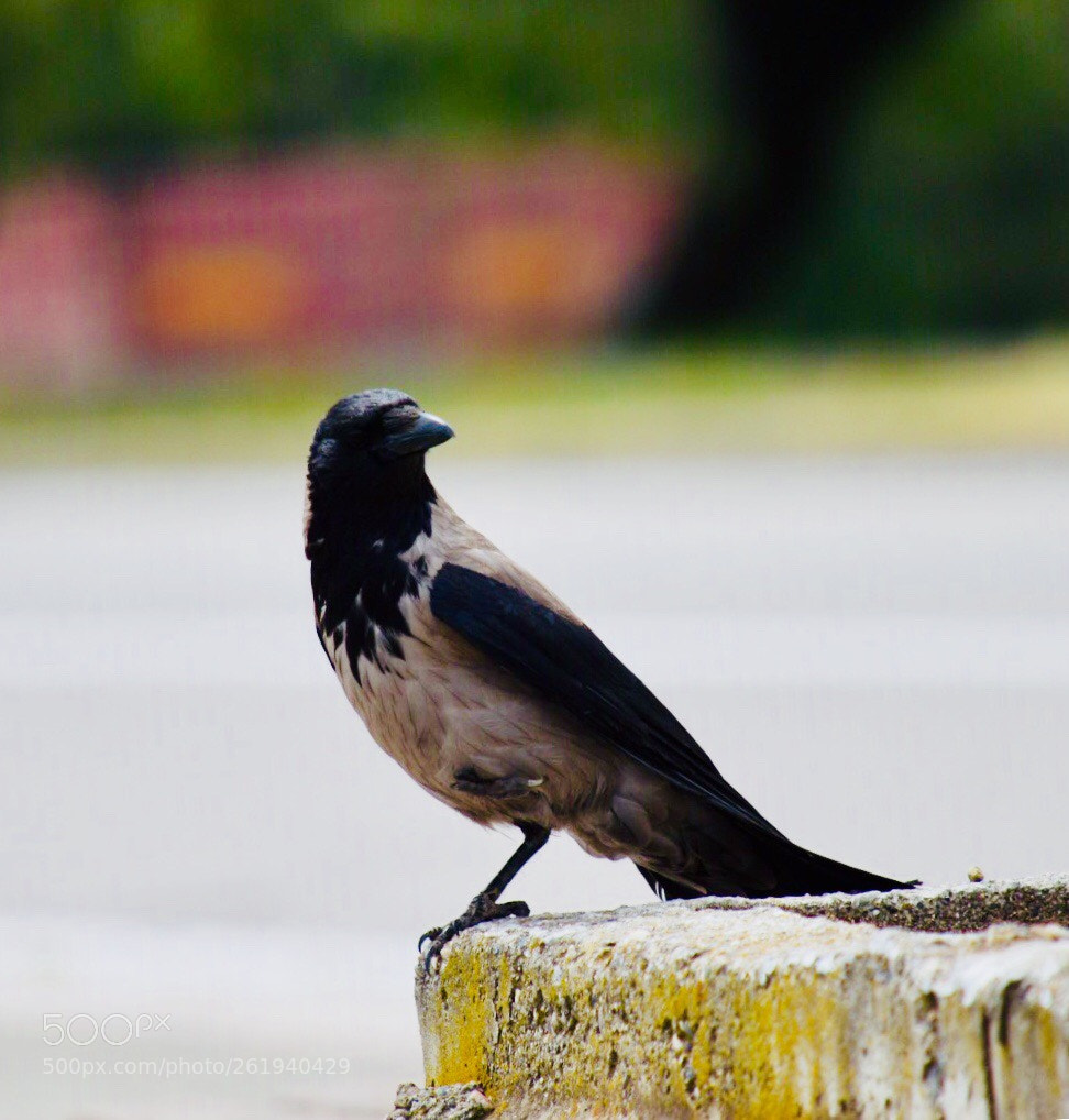 Nikon D7200 sample photo. Untitled photography