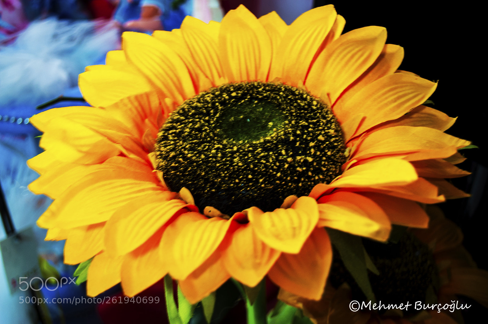 Nikon D100 sample photo. Untitled photography