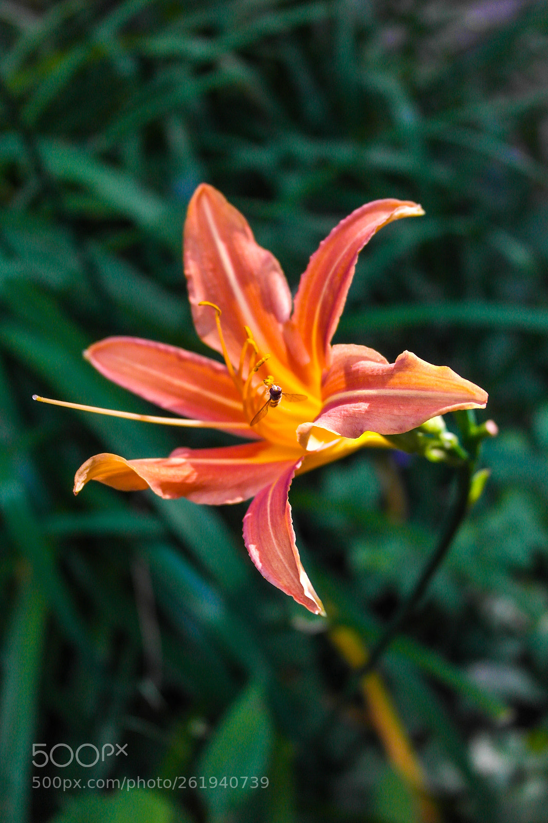 Samsung NX1000 sample photo. Untitled photography