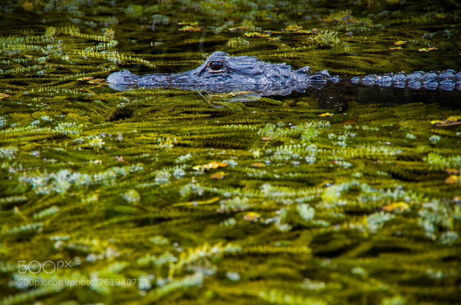 Pentax K-30 sample photo. Alligator photography