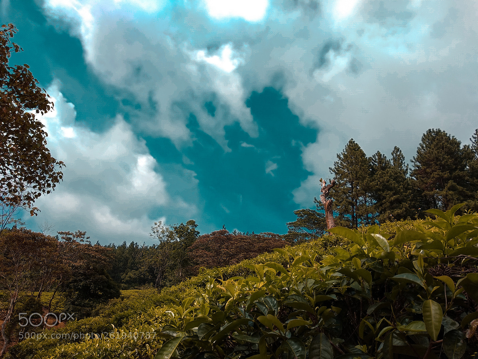Xiaomi Mi A1 sample photo. Untitled photography