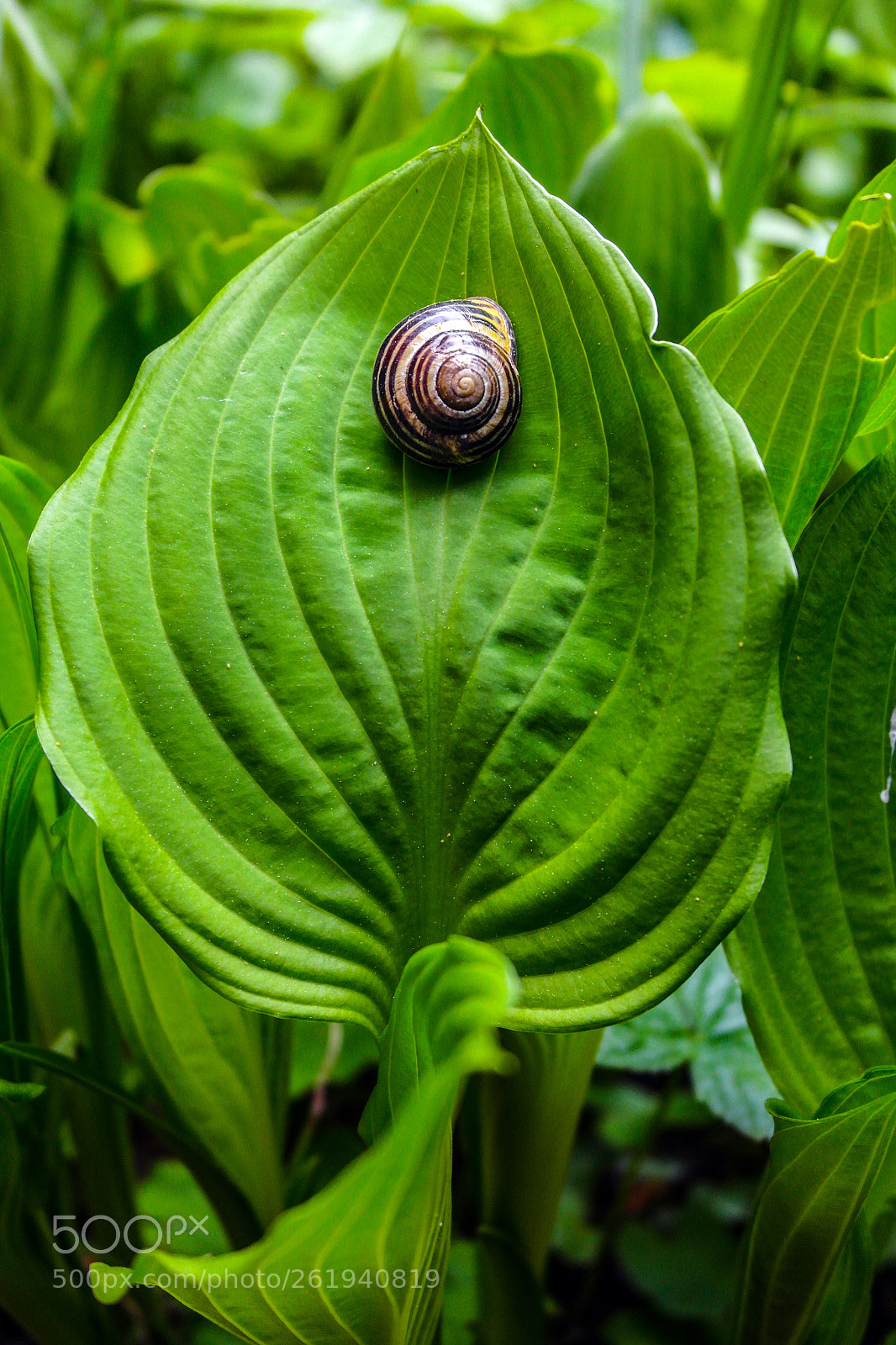 Samsung NX1000 sample photo. Untitled photography