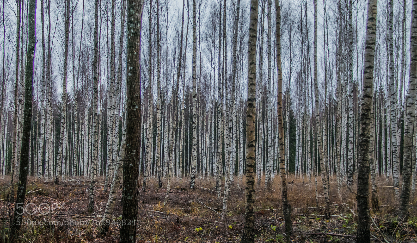Canon EOS 70D sample photo. Birchwood photography