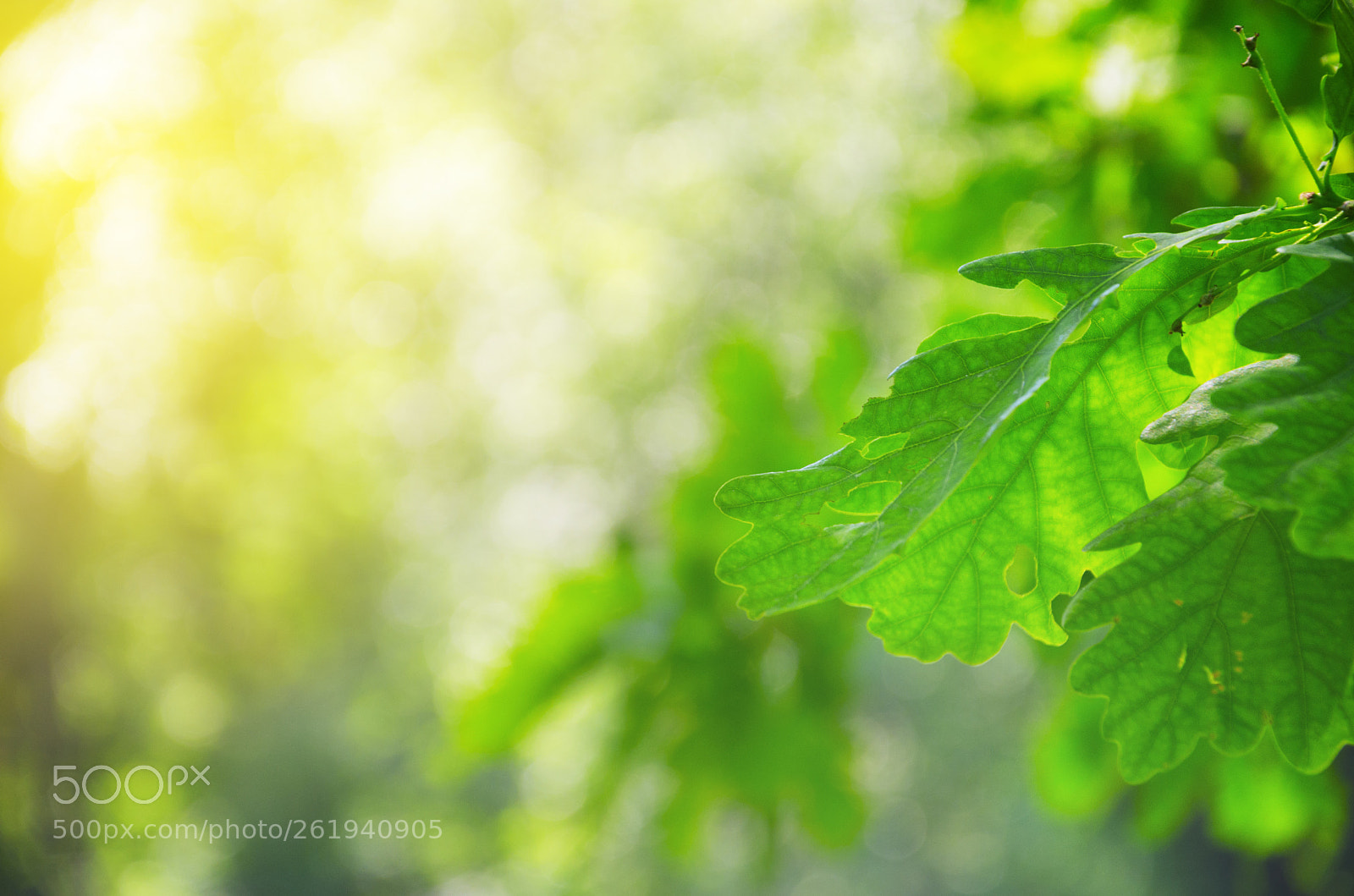 Nikon D5100 sample photo. Sunny morning photography