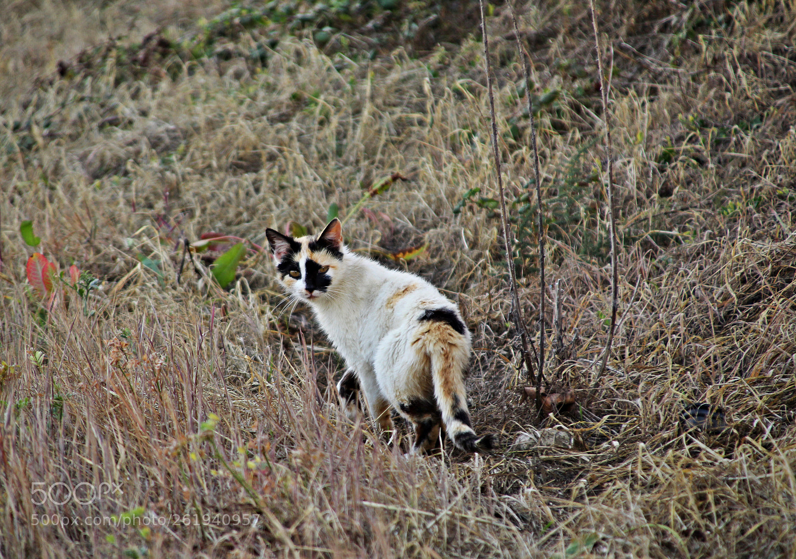 Canon EOS 1300D (EOS Rebel T6 / EOS Kiss X80) sample photo. Gato entre la maleza photography