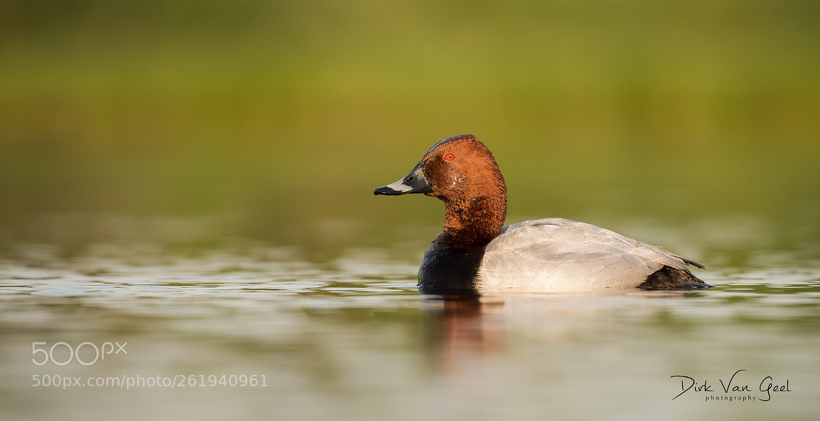 Nikon D750 sample photo. Duck series - 5 photography