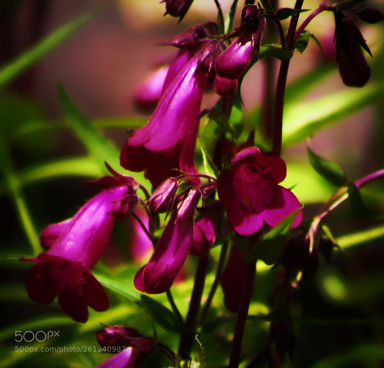 Canon EOS 700D (EOS Rebel T5i / EOS Kiss X7i) sample photo. Pretty bells photography