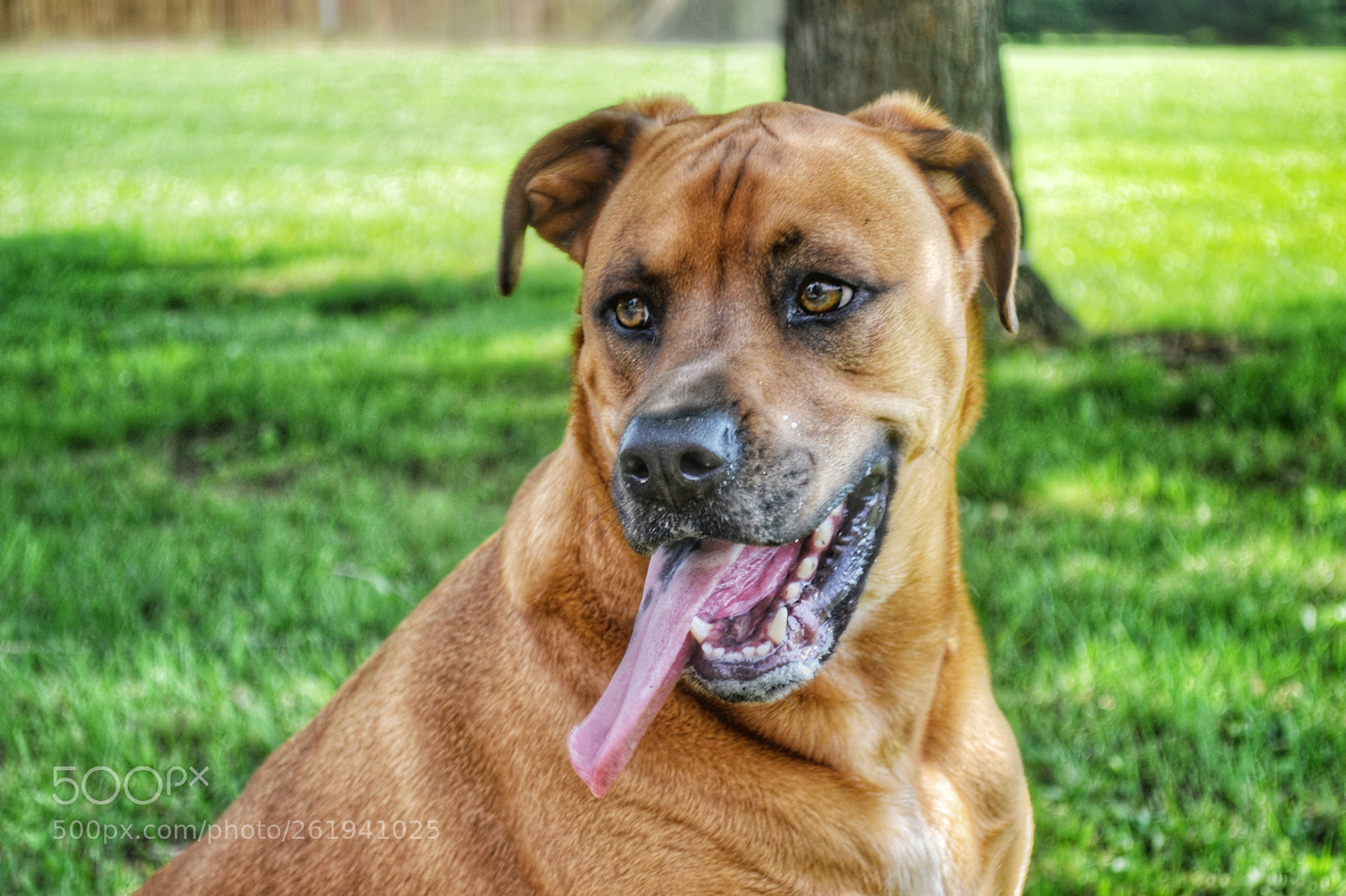 Nikon D3100 sample photo. Zeke photography