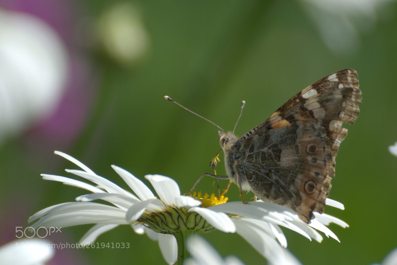 Nikon 1 J1 sample photo. Nectar photography