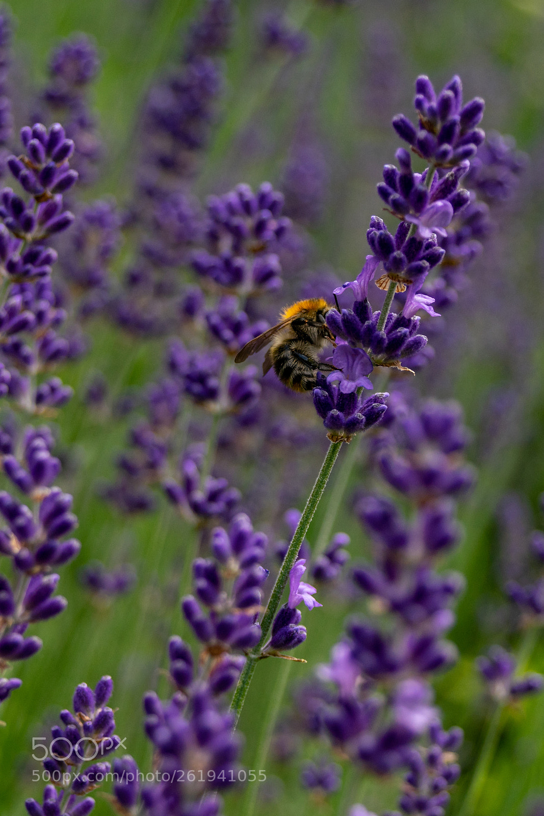 Sony a7 sample photo. Bumblebee sitting on lavender photography