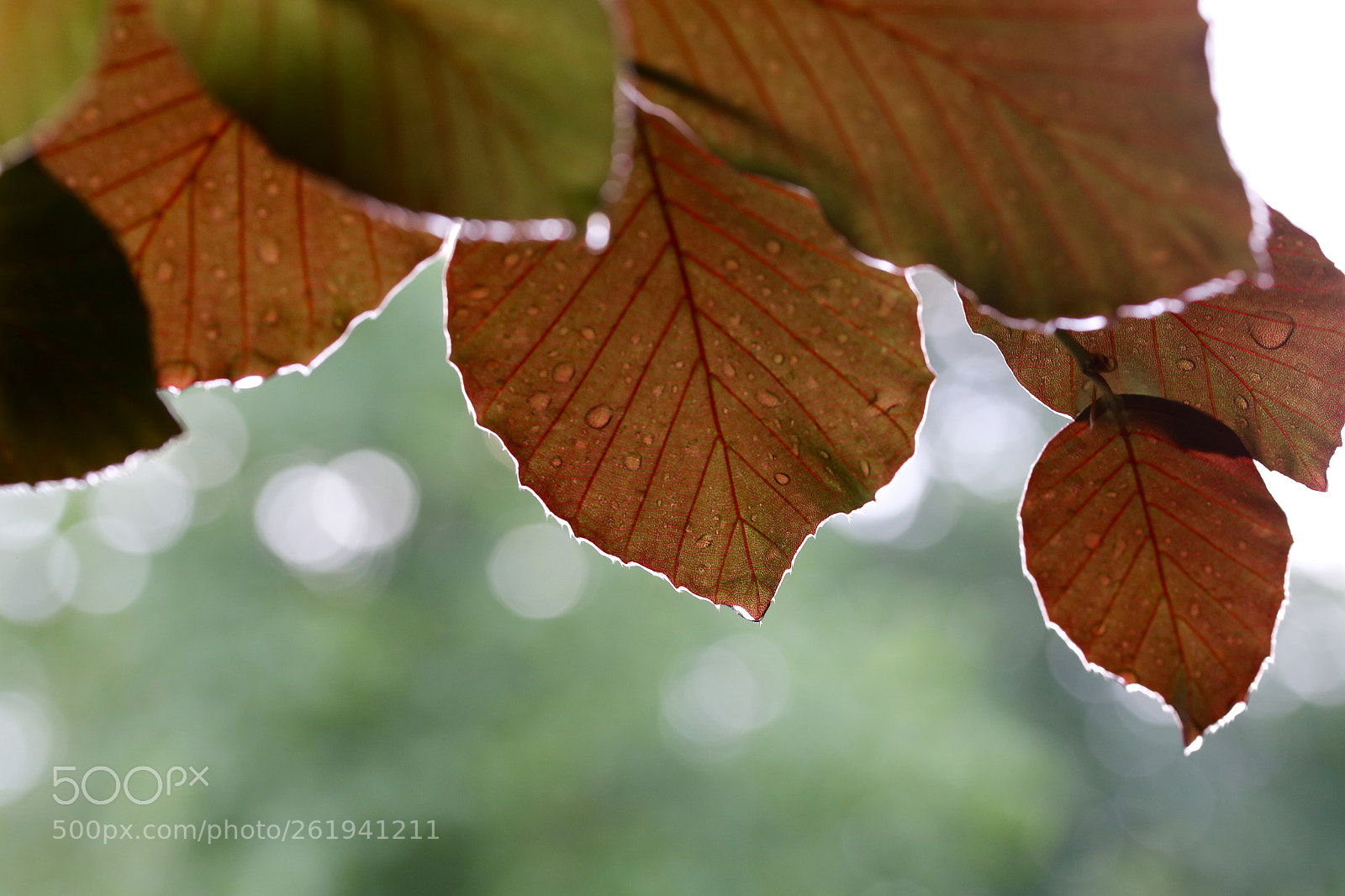 Canon EOS 6D sample photo. Berlin - weißensee photography