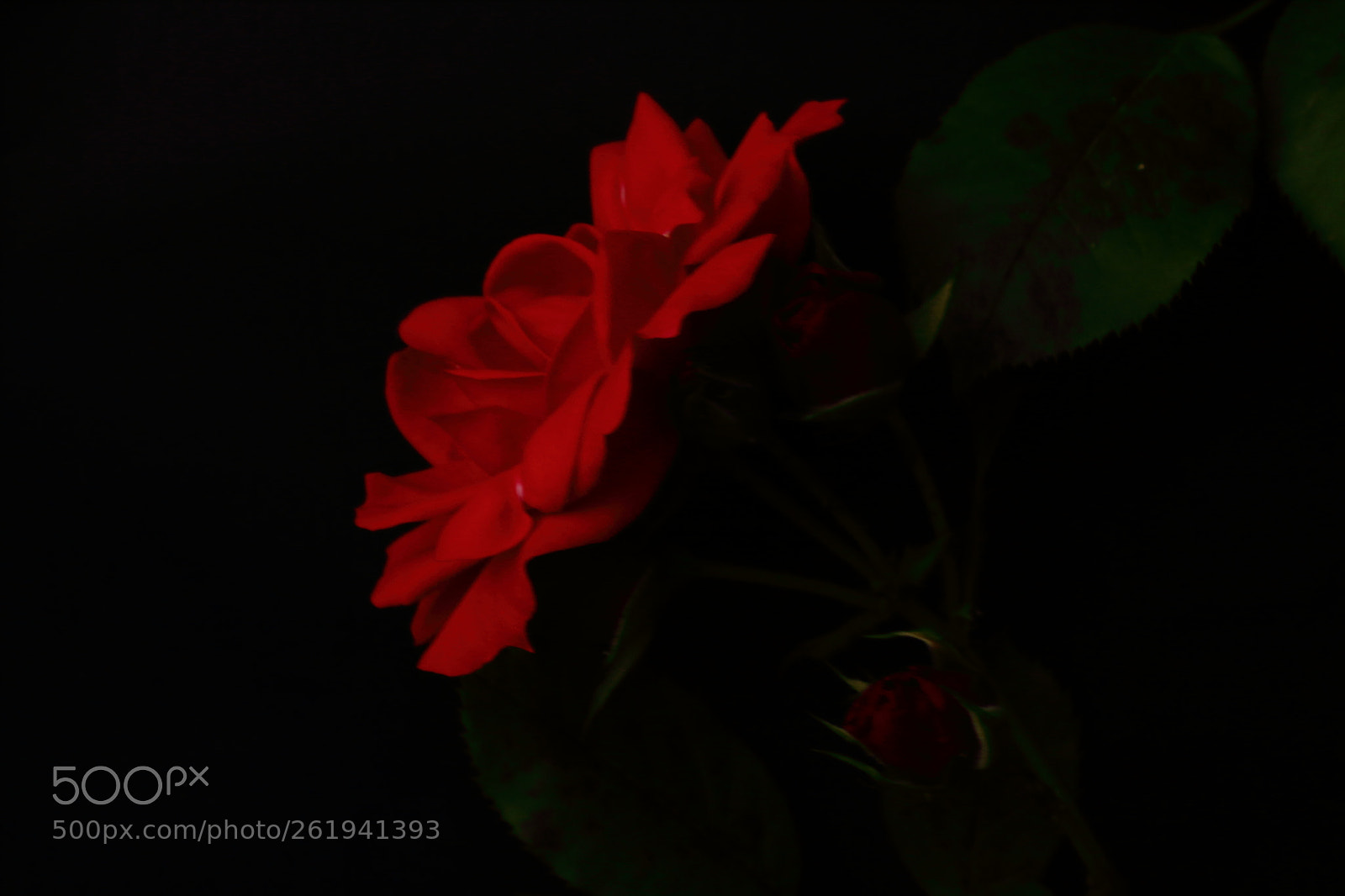 Canon EOS 1300D (EOS Rebel T6 / EOS Kiss X80) sample photo. Red rose photography