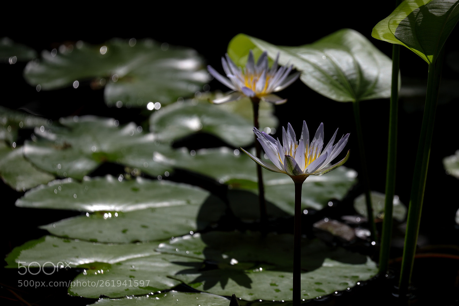 Canon EOS 5D Mark IV sample photo. Blue egyptian water lily photography