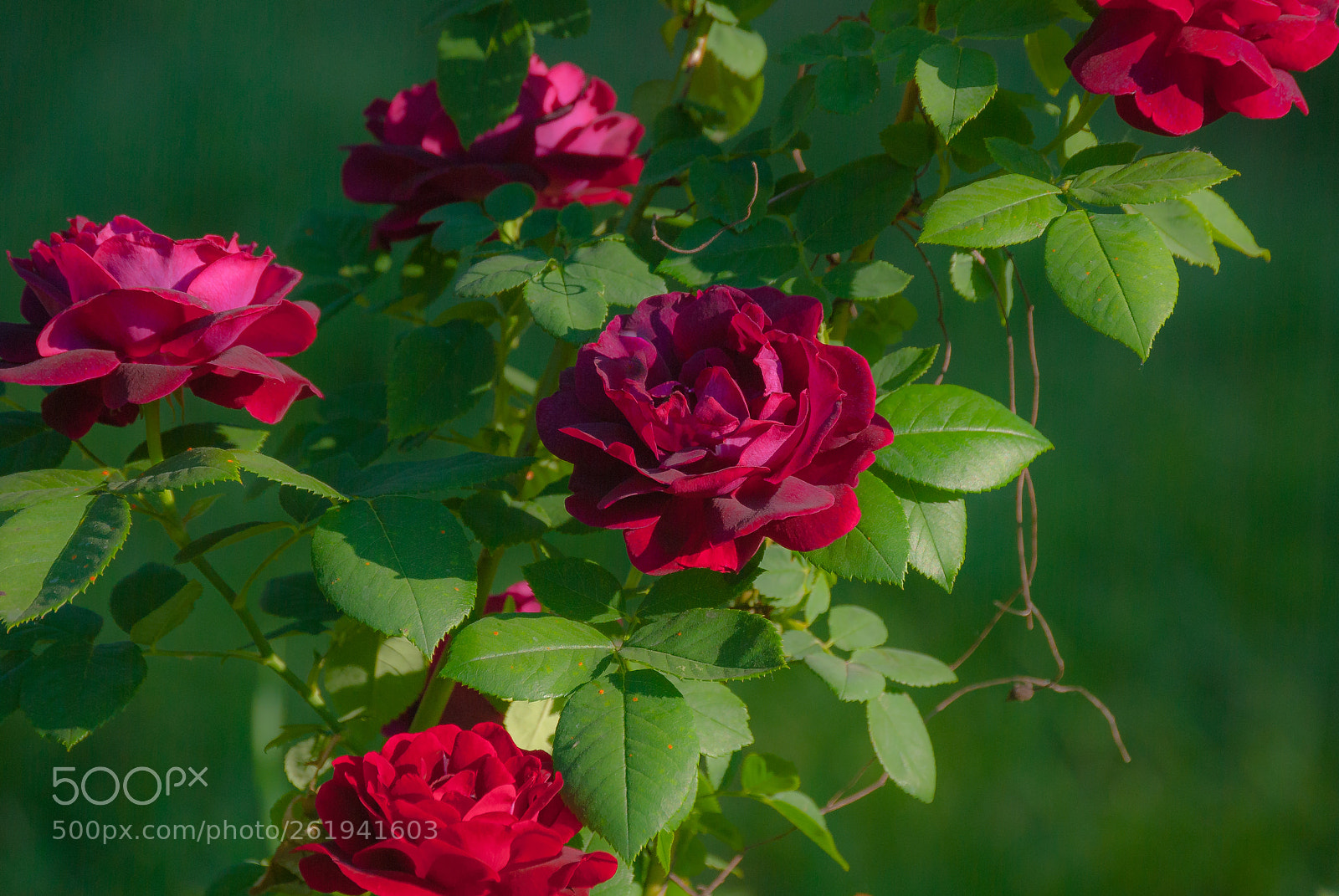 Nikon D60 sample photo. Roses photography