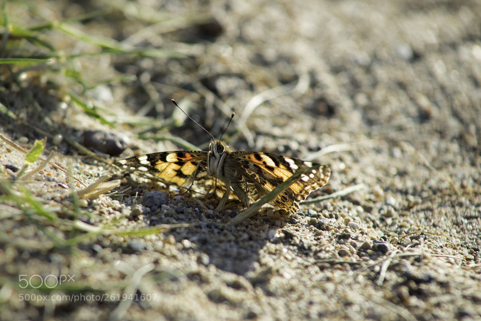 Canon EOS 6D Mark II sample photo. Chasing butterflies photography