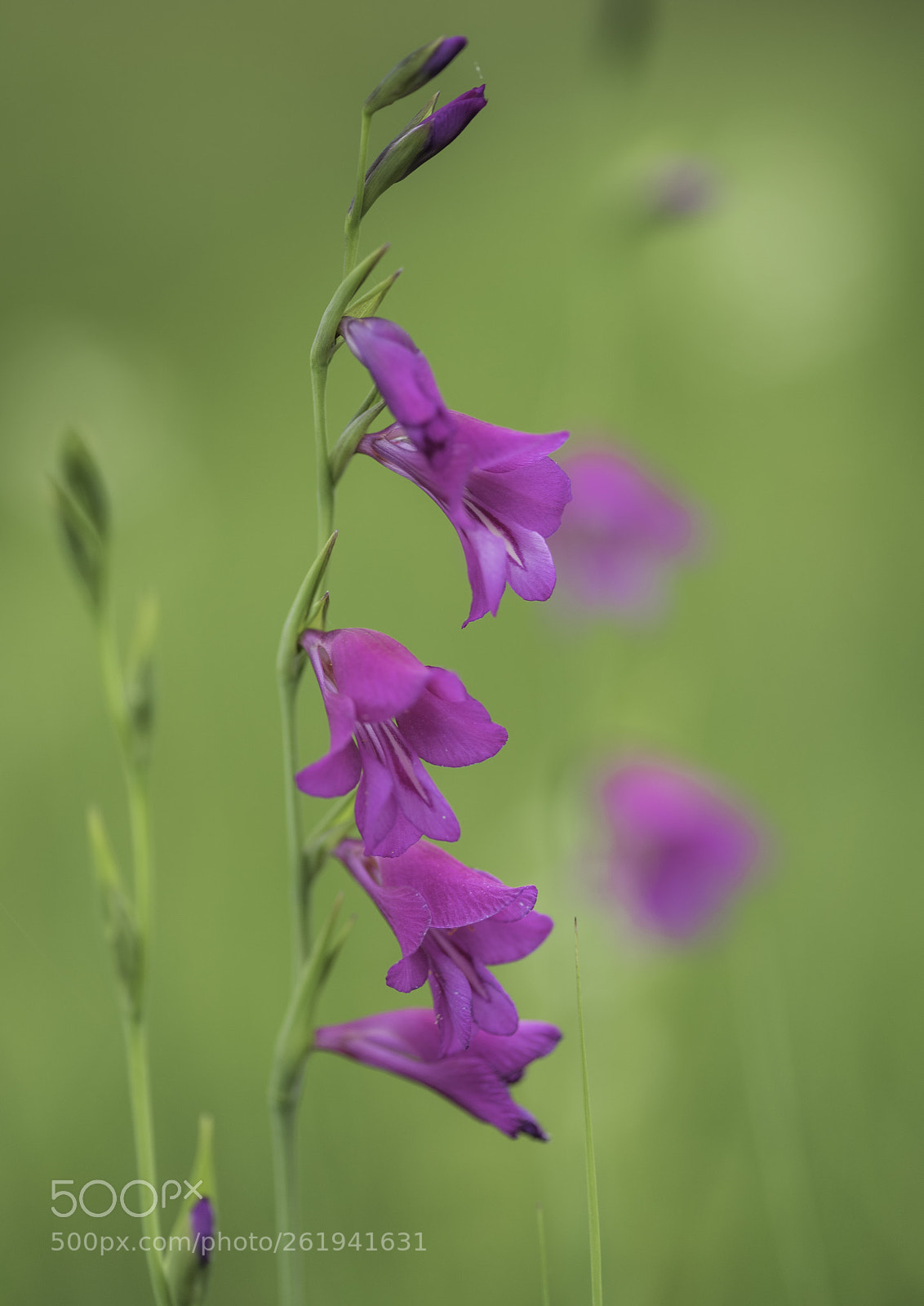 Nikon D750 sample photo. Gladiolus palustris photography