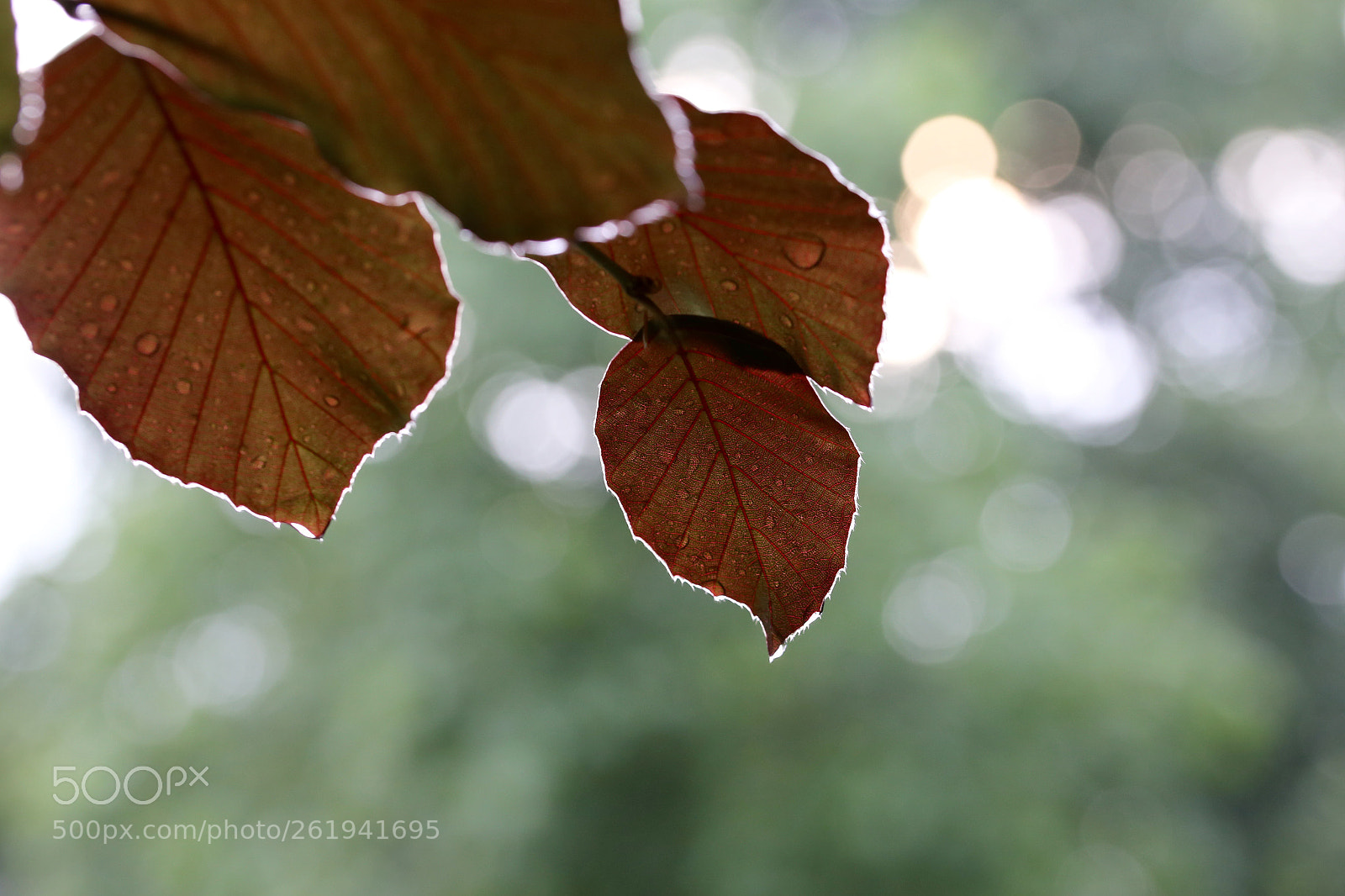 Canon EOS 6D sample photo. Berlin - weißensee photography