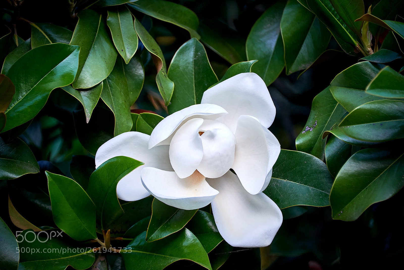 Nikon D800 sample photo. Untitled photography