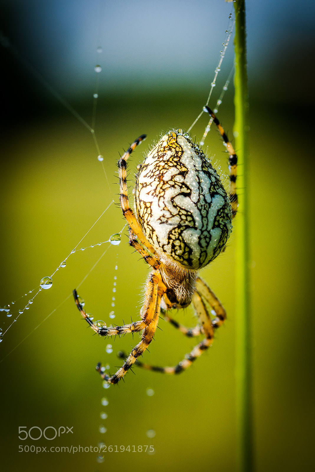 Nikon D610 sample photo. "araneus diadematus" photography