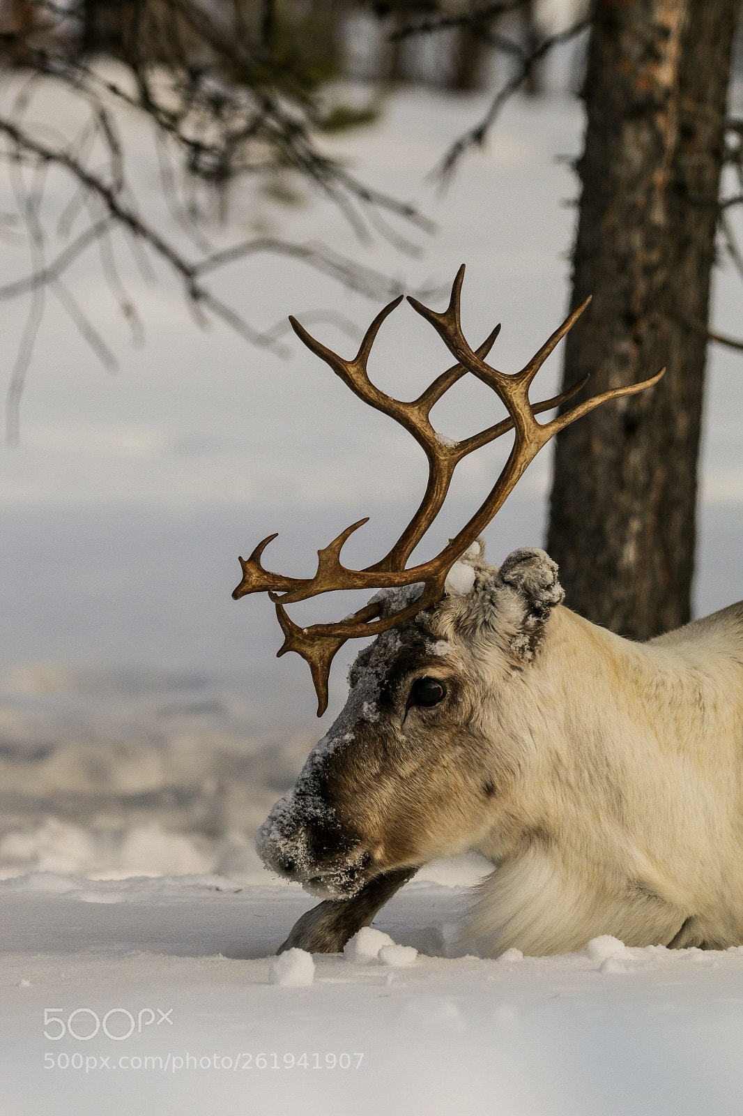 Canon EOS 70D sample photo. Reindeer in the snow photography