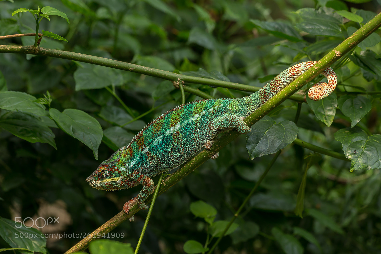 Canon EOS 6D sample photo. Masoala rainforest zoo zurich photography