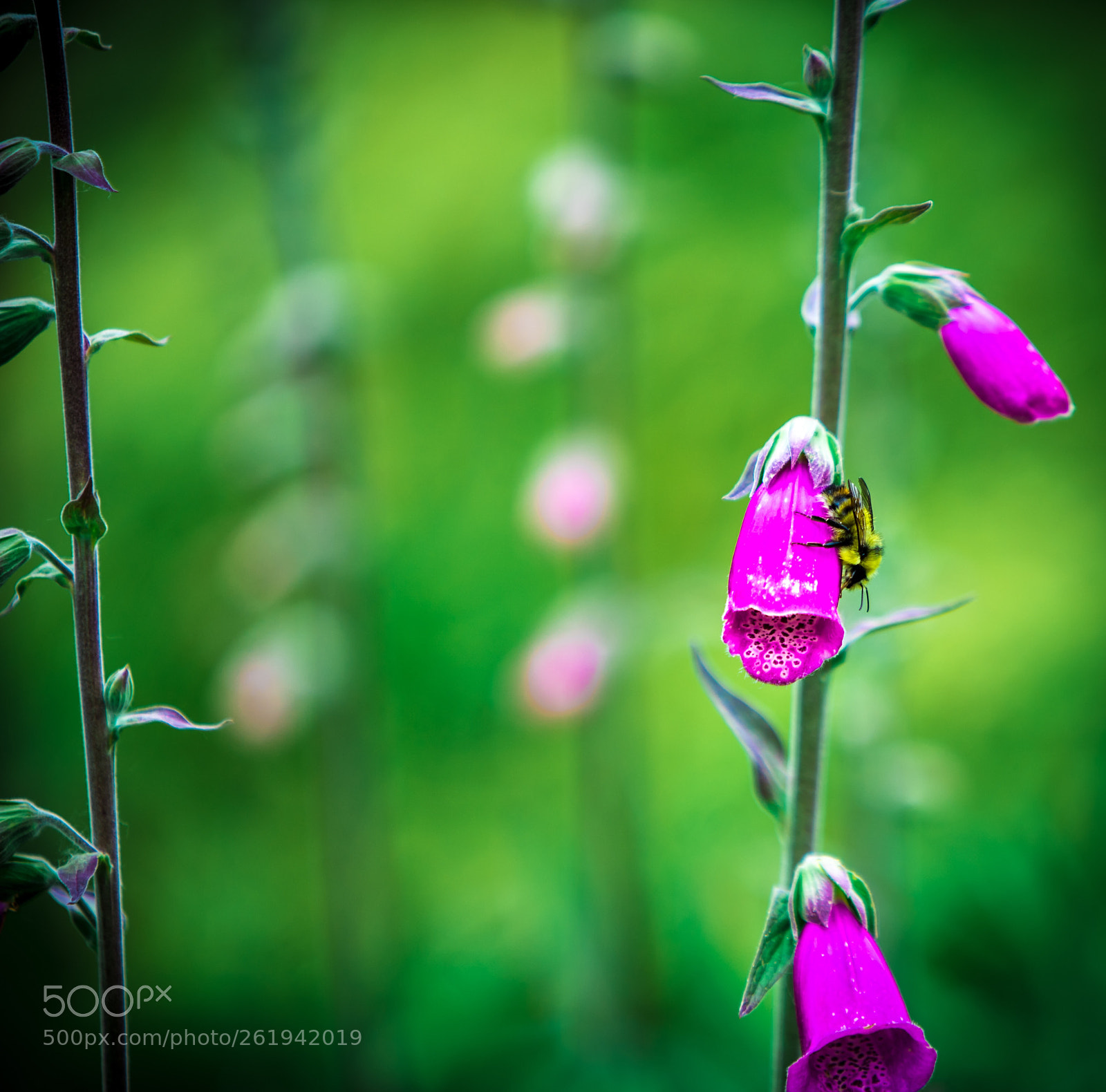 Sony a7 II sample photo. Little bee of mine photography