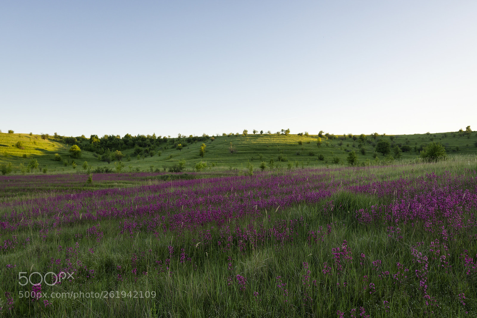 Sony a6000 sample photo. Flower field photography