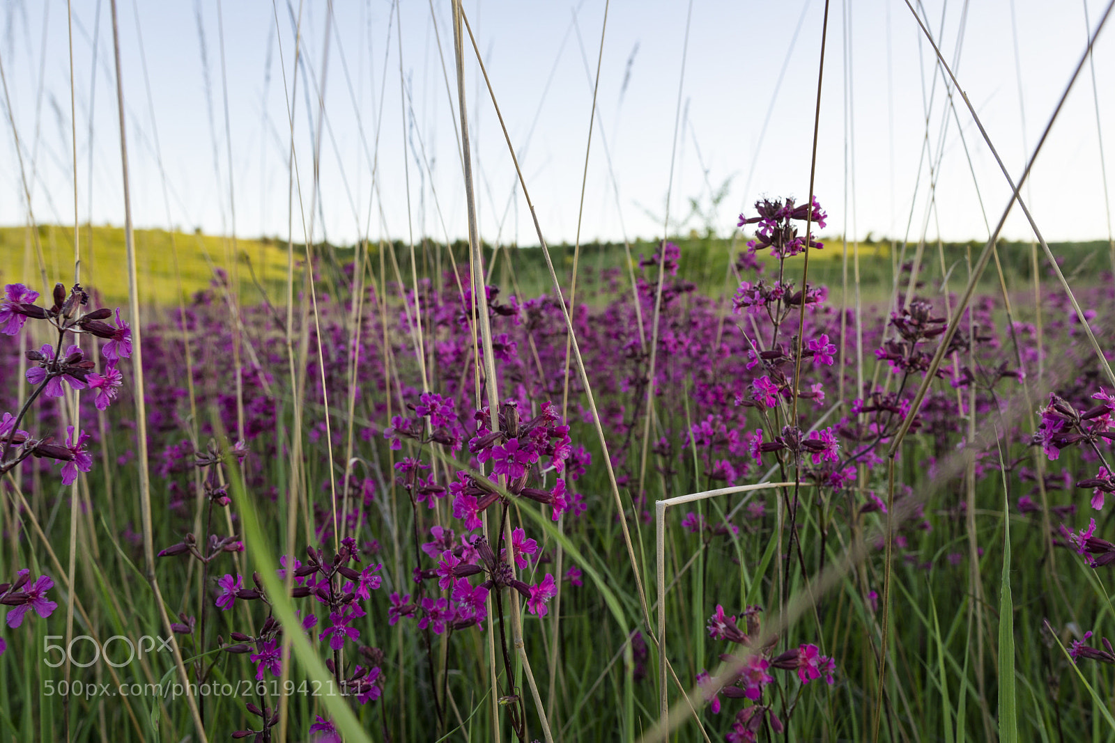 Sony a6000 sample photo. Flower field photography