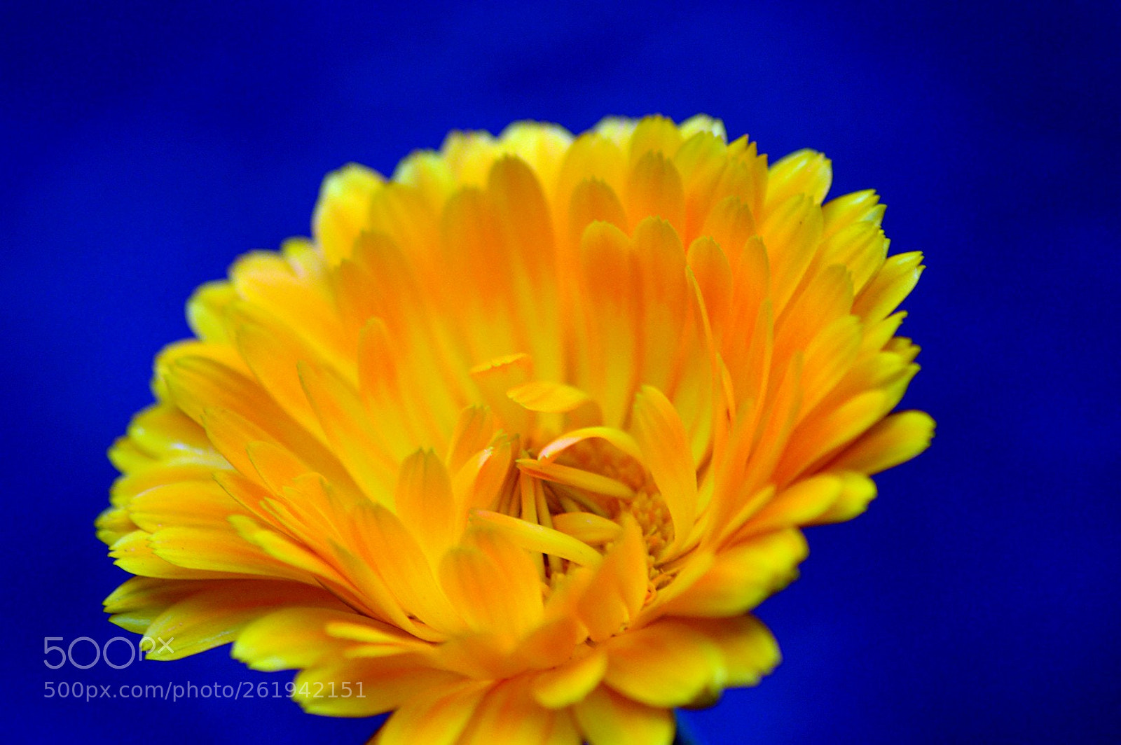 Nikon D3200 sample photo. Amarillo photography