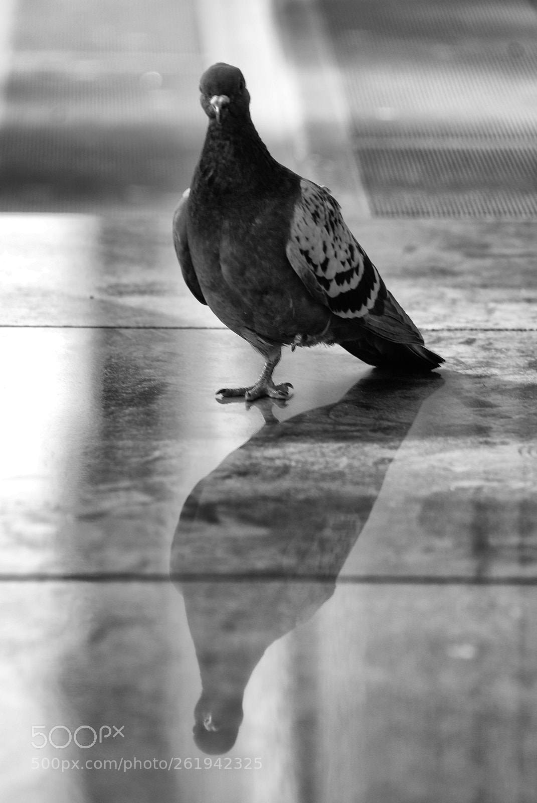 Sony Alpha DSLR-A100 sample photo. Just one legg photography