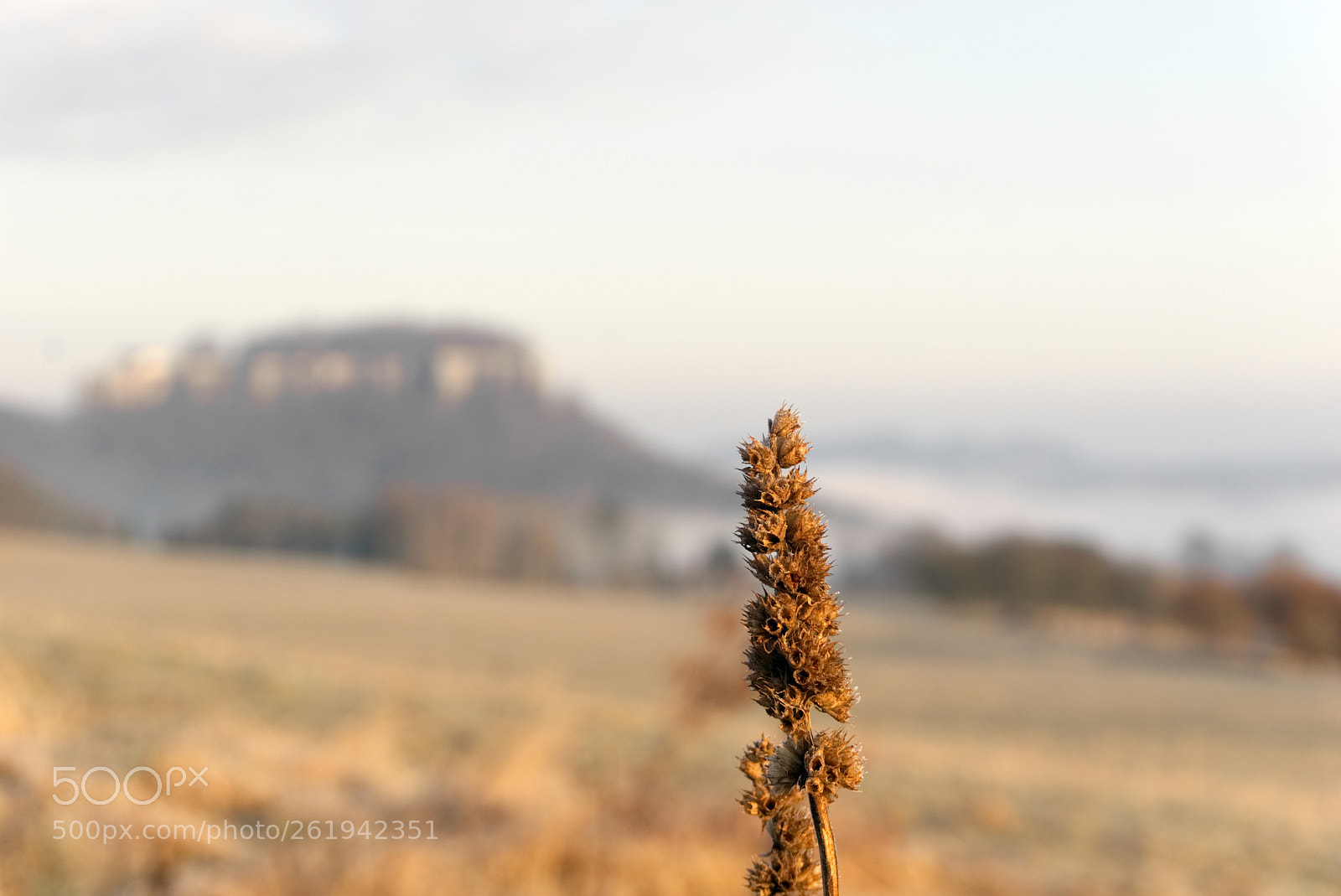 Sony a6000 sample photo. Halm mit festung photography