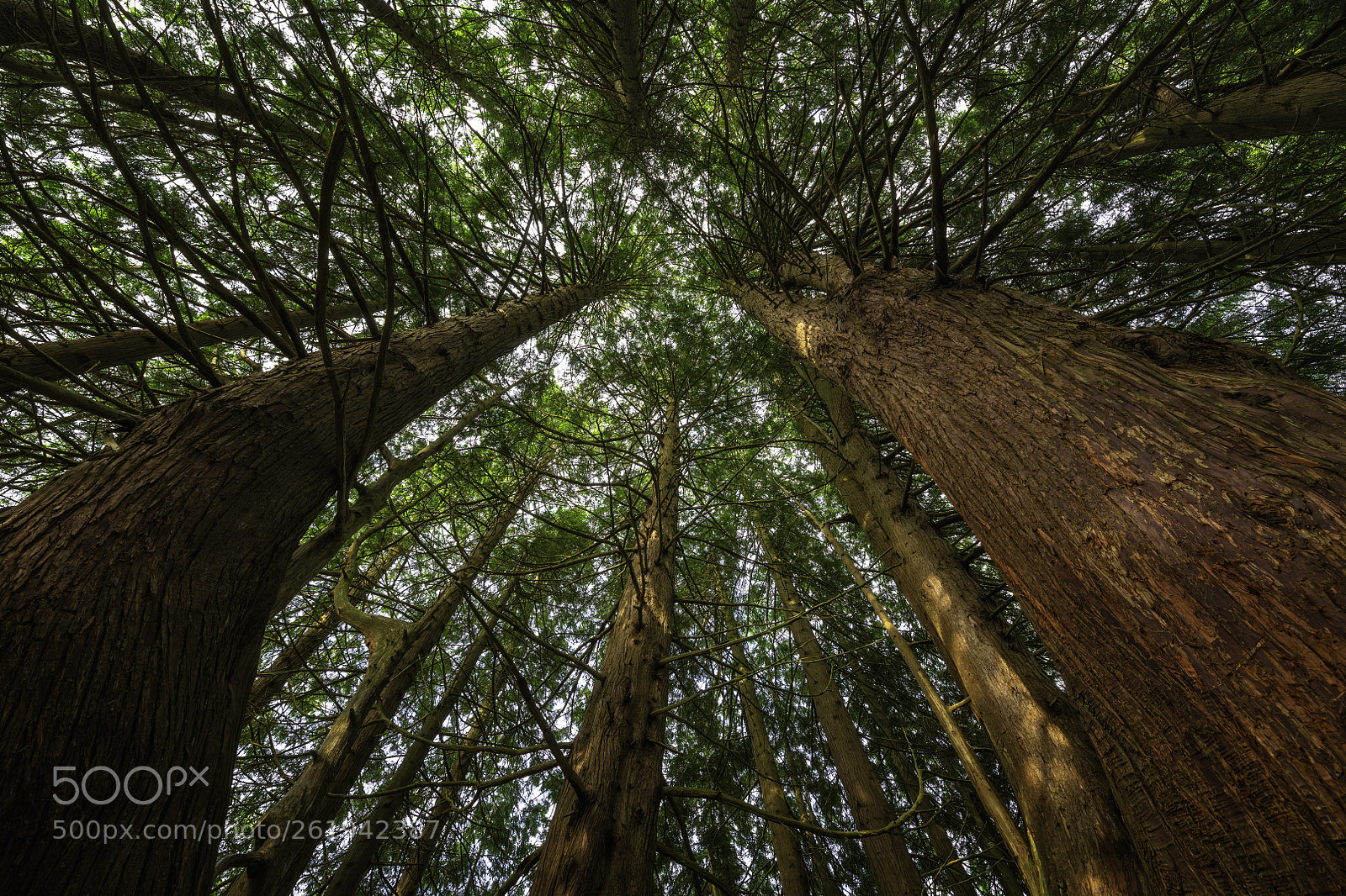 Nikon D850 sample photo. Tangled talk photography