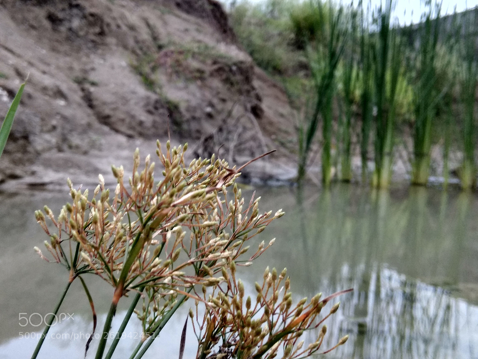 Xiaomi Redmi Note 4 sample photo. Untitled photography